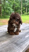 Toy poodle, a female Poodle - Toy  for sale in Atlanta, GA – 1 of 1