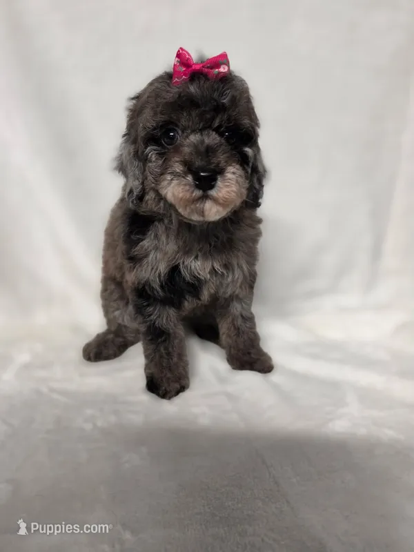 Princess  – Poodle - Toy  puppy for sale in Atlanta, GA