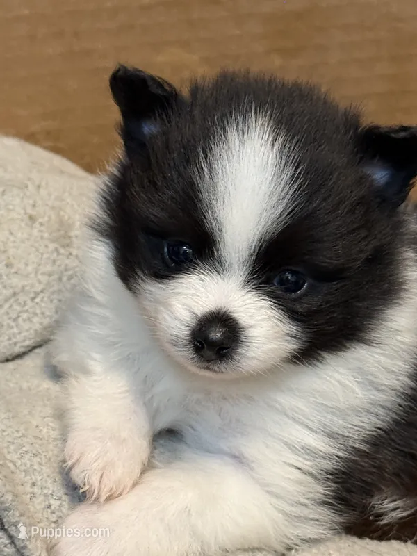 Barney – Pomeranian puppy for sale in Berryton, KS