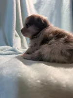 Hazel, a female Pomeranian for sale in Berryton, KS – 5 of 5