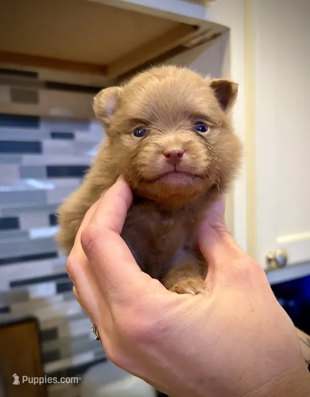 Harvey – Pomeranian puppy for sale in Berryton, KS