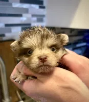 Hazel, a female Pomeranian for sale in Berryton, KS – 2 of 5