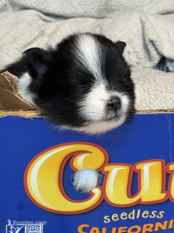 Randall – Pomeranian puppy for sale in Berryton, KS