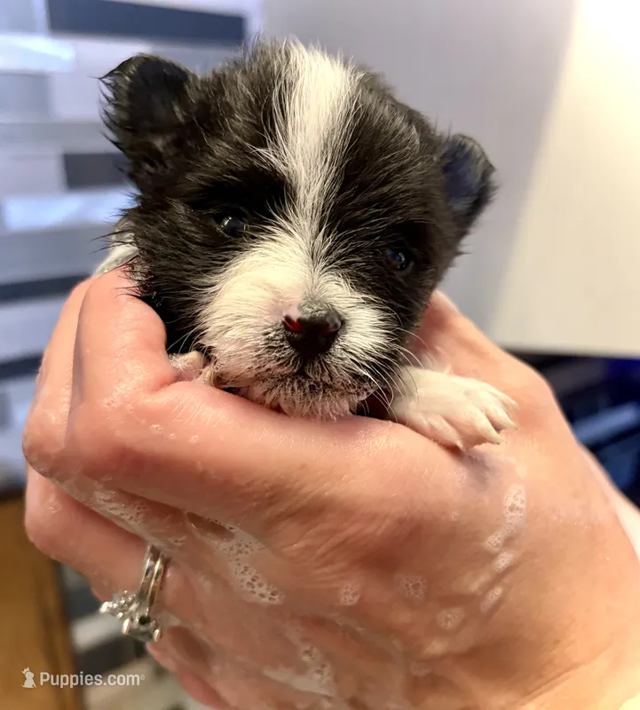 Randall – Pomeranian puppy for sale in Berryton, KS