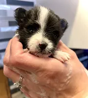 Randall, a male Pomeranian for sale in Berryton, KS – 1 of 4