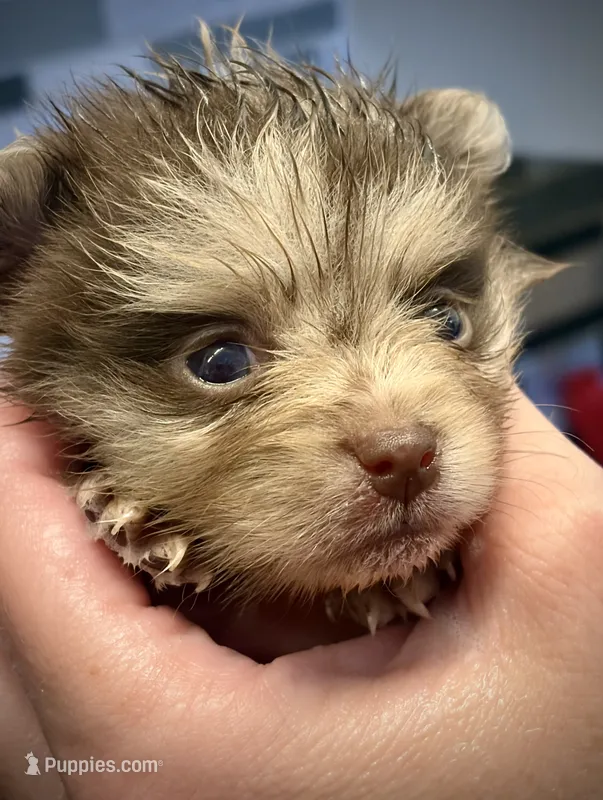 Hazel – Pomeranian puppy for sale in Berryton, KS