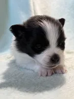 Barney, a male Pomeranian for sale in Berryton, KS – 4 of 5