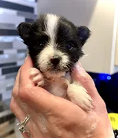 Randall, a male Pomeranian for sale in Berryton, KS – 3 of 4
