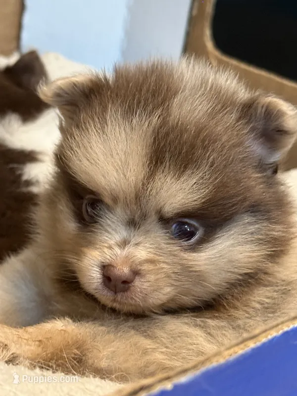Hazel – Pomeranian puppy for sale in Berryton, KS