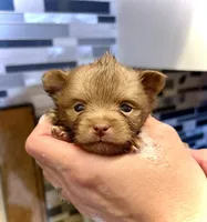 Harvey, a male Pomeranian for sale in Berryton, KS – 4 of 6