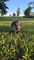 Merlin, a male Miniature Dachshund for sale in Montevideo, MN – 2 of 10