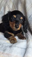 Stella, a female Miniature Dachshund for sale in Montevideo, MN – 7 of 7