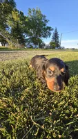 Jingle, a male Miniature Dachshund for sale in Montevideo, MN – 3 of 8