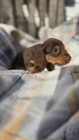 Jigs, a male Miniature Dachshund for sale in Montevideo, MN – 7 of 7