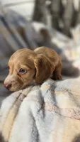 Jessie , a female Miniature Dachshund for sale in Montevideo, MN – 1 of 7