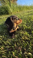 Jingle, a male Miniature Dachshund for sale in Montevideo, MN – 6 of 8