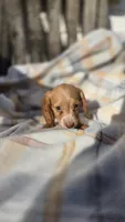 Jessie , a female Miniature Dachshund for sale in Montevideo, MN – 3 of 7