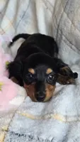 Stella, a female Miniature Dachshund for sale in Montevideo, MN – 4 of 7