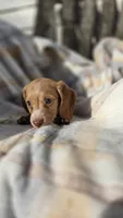 Jessie , a female Miniature Dachshund for sale in Montevideo, MN – 2 of 7