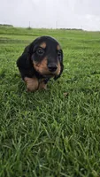 Jinx, a male Miniature Dachshund for sale in Montevideo, MN – 5 of 7