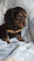 Jasmine , a female Miniature Dachshund for sale in Montevideo, MN – 2 of 3
