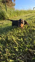 Jingle, a male Miniature Dachshund for sale in Montevideo, MN – 5 of 8
