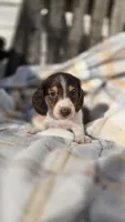 Juno, a female Miniature Dachshund for sale in Montevideo, MN – 2 of 7