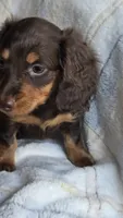 Jasmine , a female Miniature Dachshund for sale in Montevideo, MN – 3 of 3