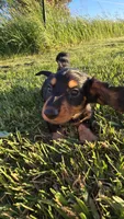 Jingle, a male Miniature Dachshund for sale in Montevideo, MN – 7 of 8