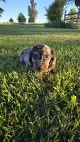Merlin, a male Miniature Dachshund for sale in Montevideo, MN – 3 of 10
