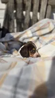 Juno, a female Miniature Dachshund for sale in Montevideo, MN – 3 of 7