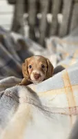 Jazzy, a female Miniature Dachshund for sale in Montevideo, MN – 5 of 6