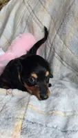 Stella, a female Miniature Dachshund for sale in Montevideo, MN – 3 of 7