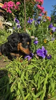 Jigs, a male Miniature Dachshund for sale in Montevideo, MN – 2 of 5