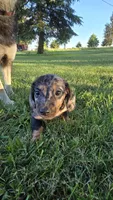 Merlin, a male Miniature Dachshund for sale in Montevideo, MN – 6 of 10