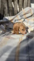 Jessie , a female Miniature Dachshund for sale in Montevideo, MN – 5 of 7