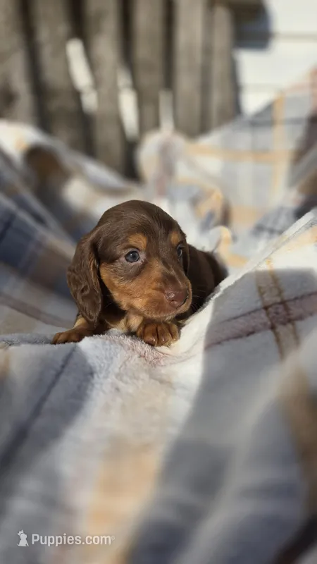 Jigs, a male Miniature Dachshund for sale in Montevideo, MN – 1 of 7