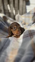 Jigs, a male Miniature Dachshund for sale in Montevideo, MN – 1 of 7