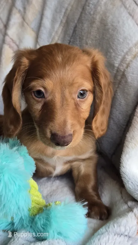 Jax – Miniature Dachshund puppy for sale in Montevideo, MN