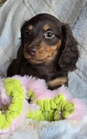 Jasmine , a female Miniature Dachshund for sale in Montevideo, MN – 1 of 3