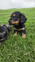 Jinx, a male Miniature Dachshund for sale in Montevideo, MN – 7 of 7