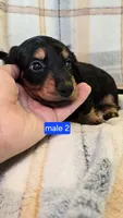 Jinx, a male Miniature Dachshund for sale in Montevideo, MN – 2 of 7