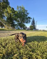 Jingle, a male Miniature Dachshund for sale in Montevideo, MN – 8 of 8