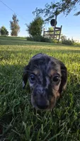 Merlin, a male Miniature Dachshund for sale in Montevideo, MN – 5 of 10