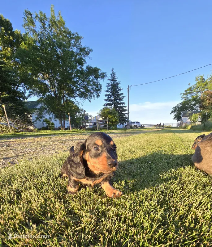Jingle – Miniature Dachshund puppy for sale in Montevideo, MN