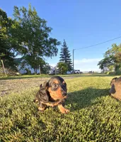 Jingle, a male Miniature Dachshund for sale in Montevideo, MN – 1 of 8