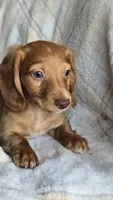 Jax, a male Miniature Dachshund for sale in Montevideo, MN – 3 of 3
