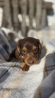 Jigs, a male Miniature Dachshund for sale in Montevideo, MN – 3 of 7