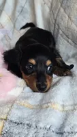Stella, a female Miniature Dachshund for sale in Montevideo, MN – 6 of 7