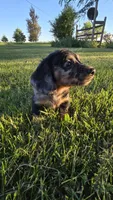 Merlin, a male Miniature Dachshund for sale in Montevideo, MN – 10 of 10